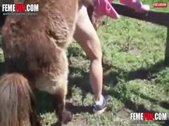Donkey porn xxx exclusive video of a donkey fuck wife her hubby help her